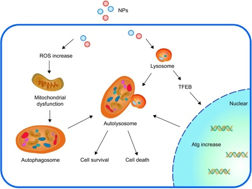 Figure 3 Overview of the mechanistic steps of NP-induced autophagy.Notes: NPs induce autophagy in two ways: ROS-dependent autophagy and lysosome-dependent autophagy. During autophagy, a phagophore is created and it then elongates into a double-membrane autophagosome while sequestering cytoplasmic material. This autophagosome then fuses with a lysosome, resulting in an autolysosome. The enzymes present in the autolysosome lumen eventually degrade the inner membrane and autophagic cargo, thus providing macromolecules that can be transported into the cytosol via permeases. TFEB is a transcription factor that translocates to the nucleus upon activation (similar to dysfunction of the lysosome), where it promotes the transcription of the lysosomal and autophagic genes. Proper stimulation will help cells survive; however, under- and overstimulation of autophagy will lead to cell death.Abbreviations: NP, nanoparticle; TFEB, transcription factor EB; ROS, reactive oxygen species; Atg, autophagy protein.