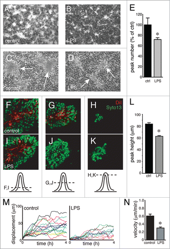 Figure 5. LPS inhibits 3-dimensional peak formation and mesenchymal cell migration. (A–D) Dark field (A and B) and phase contrast (C and D) images of control and LPS-treated epithelial-mesenchymal co-cultures. LPS treatment resulted in fewer 3-D peaks (E; * P < 0.05, n = 6) that also appeared smaller in size (B and D). (F–K) Confocal images show that DiI-labeled mesenchymal cells (red) did not extend as high into 3-D peaks following LPS treatment (I–K) compared with controls (F–H). (L) Reduced peak height in LPS-treated co-cultures (* P < 0.05, n = 30). (M and N) Live cell imaging of DiI-labeled mesenchymal cells within co-cultures measured reduced cell migration with LPS treatment. Positional traces of individual cells that demonstrate displacement from the starting position within a culture are shown in (M). Average velocity is reduced by LPS treatment (N; * P < 0.05, n = 14).