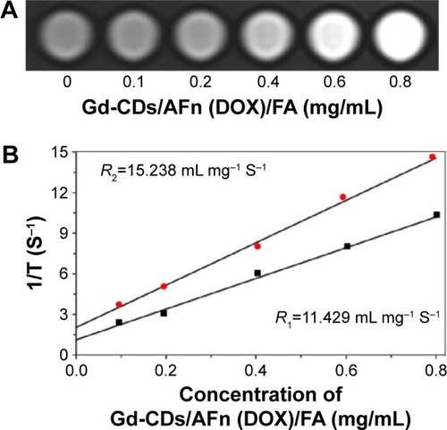 Figure 7 Magnetic properties of Gd-CDs/AFn (DOX)/FA.Notes: (A) T1-weighted MR images of Gd-CDs/AFn (DOX)/FA solutions at different concentrations; (B) linear relationship R of Gd-CDs/AFn (DOX)/FA solutions at different concentrations.Abbreviations: AFn, apoferritin; DOX, doxorubicin; FA, folic acid; Gd-CDs, gadolinium-carbon dots; MR, magnetic resonance; R, relaxation rate.