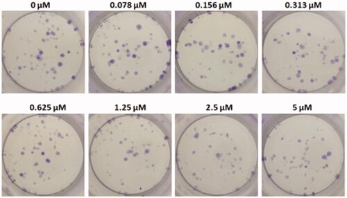 Figure 22. Gold nanoparticle (AuNP) treatment group.