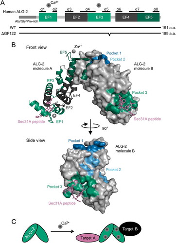 Figure 2. Structures of ALG-2. (a) Schematic representation of primary structure of ALG-2. ALG-2 has an N-terminal extension rich in Ala, Gly and Pro, and a C-terminal penta-EF-hand (PEF) domain. Calcium ions (Ca2+) bind to EF1 and EF3 under physiological conditions. ALG-2ΔGF122 is an alternatively spliced variant of ALG-2 lacking two amino acids, Gly121 and Phe122. (b) Co-crystal structure of the complex between ALG-2 and Sec31A peptide (PDB code, 3WXA). Chain A and B (ALG-2 molecule A and B) are shown by cartoon (green, EF1 and EF3; dark green, EF5, dark grey, EF2 and EF4) and surface representation (blue, pocket 1; light blue, pocket 2; green, pocket 3), respectively, using PyMOL software. Chain C and D (Sec31A peptides) are shown by stick in magenta. Grey spheres indicate zinc ions (Zn2+). (c) Schematic representation of the ALG-2 dimer-mediated physical association between two target proteins. The ALG-2 dimer couples two target proteins in a Ca2+-dependent manner.