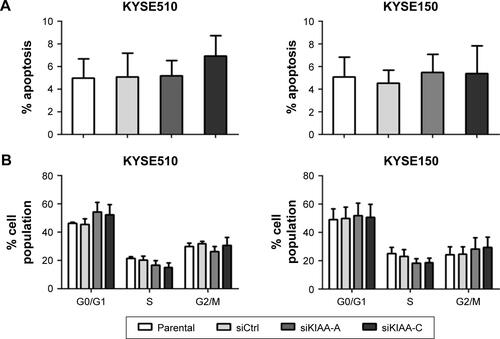 Figure S2 Effects of KIAA1522 knockdown on the apoptosis and cell cycle distribution of ESCC cells.Notes: KYSE510 and KYSE150 cells were transiently transfected with KIAA1522-specific siRNA or control non-silencing siRNA. Cells were collected after 48 h and subjected to the analysis. The results of a flow cytometry analysis of apoptosis (A) and cell cycle distribution (B) are shown.Abbreviations: Ctrl, control; ESCC, esophageal squamous cell carcinoma; si, siRNA.