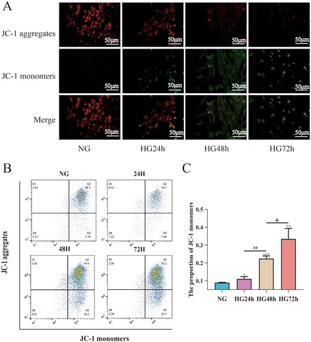 Figure 7. High glucose can lead to a decrease in mitochondrial membrane potential in pericytes and this decrease is time-dependent. A: Representative fluorescent image of JC-1, Scale bar = 50 μm; B: Representative flow cytometry image combining Mitosox; C: Statistical analysis of mitochondrial membrane potential, n = 3, One-way Anova with Turkey’s post-hoc test, *P < 0.05, **P < 0.01, ***P < 0.001 vs NG, ##P < 0.01 vs HG24 h, &P < 0.05 vs HG48 h. Data are presented as the means ± SEMs.