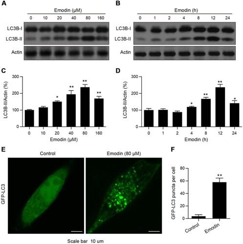 Figure 3 Emodin induced autophagic alterations in L02 cells. (A and B) Cells were treated with different concentrations of emodin for 24 h or with emodin (160 µM) for different time intervals. The expression of LC3B-I/II was analysed by Western blot. (C and D) The intensities of LC3B-II in (A and B) normalized to actin were statistically analysed and represented as the mean ± SD for 3 independent experiments. *P<0.05 compared with the control group; **P<0.01 compared with the control group. (E) GFP-LC3 expression in L02 cells treated with or without emodin (80 µM) for 12 h. GFP-LC3 puncta were examined using confocal microscopy; scale bars: 10 μm. (F) The average number of GFP-LC3 puncta per cell in (E) was quantitated from 3 independent experiments. Data are presented as the mean ± SD for 3 independent experiments. Thirty cells were analysed per treatment condition. **P<0.01 compared with the control group.