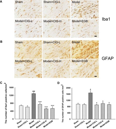 Figure 5 Effects of CIG on activated microglia and astrocytes in the corpus callosum of MCAO rats.