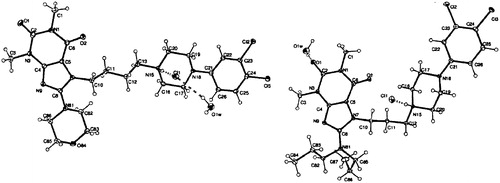 Figure 2. Asymmetric units of crystal structures of 37 (left panel) and 44 (right panel), showing the atom labeling scheme. Dashed lines represent a charge-assisted hydrogen bond N+-H … Cl- and hydrogen bonds formed by water molecule within the asymmetric unit. Displacement ellipsoids of non-hydrogen atoms are drawn at the 30% probability level. H atoms are presented as small spheres with an arbitrary radius.