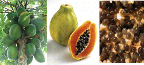 Figure 1  Papaya fruit and seeds.