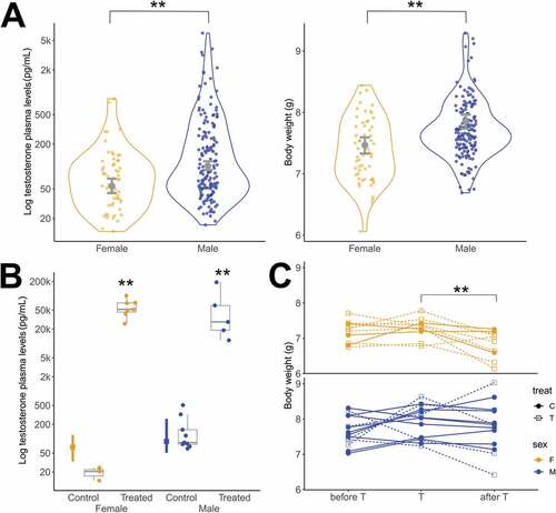 Fig. 1. Circulating levels of plasma testosterone (T plasma levels) and body weight of wild and captive black jacobins. All T plasma levels are represented on a logarithmic scale (Log10). (A) Wild black jacobin is sexually dimorphic in the T plasma levels (left panel) and body weight (right panel). The outlines of the violin plot represent the proportion of the data located in each value given by kernel probability density. The data points represent individual measurements of females (n = 57, lighter points) and males (n = 160, darker points). The error bars in gray represent the fitted mean and the 95% credible interval given by the linear models. (B) Captive black jacobins under T implantation had T plasma levels increased 2000-fold for females and 300-fold for males in relation to those of the same sex that received placebo implants (controls). The error bars on the left indicate the median and interquartile range (25 to 75%) of the wild black jacobins as a reference to the physiological range. The box plots indicate the median and interquartile range (25 to 75%) of the captive black jacobins. The data points represent individual measurements of females (control, n = 3 and T-treated, n = 7; lighter points) and of males (control, n = 9 and T-treated, n = 5; darker points). (C) Females lost weight in captivity independently of T-treatment. The body weight of the captive black jacobins was obtained at three time points: on the day there were placed in the aviaries (before T), on the day of the T implantation (T), and at the end of the experiment (after T). Although T-treated black jacobins presented T levels above the physiological range, neither females nor males had their body weight affected by the treatment, instead, females were affected by the captive condition.