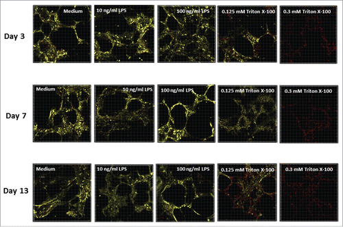 Figure 3. Representative images of human PCLS stained with Calcein AM and Ethd-1 at different days of cultivation. PCLS were treated with 2 concentrations of LPS (10 or 100 ng/mL), 2 concentrations of Triton X-100 (0.125 or 0.3 mM) or medium alone. PCLS were stained by Calcein AM and Ethd-1 and evaluated by confocal microscopy. Three stacks of 31 pictures (30-µm thickness) per slice were randomly selected on days 3, 7 and 13. The assay was conducted in duplicate.