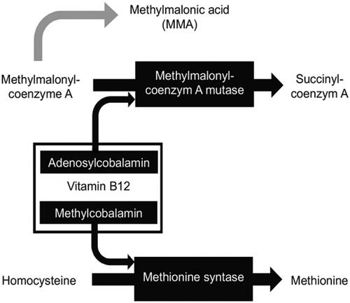 Figure 3. Metabolic reactions involving vitamin B12. Vitamin B12, or cobalamin, affects two metabolic pathways through its active forms adenosylcobalamin and methylcobalamin. They are cofactors for reactions in which methylmalonyl coenzyme A mutase and methionine synthase are substrates. Without vitamin B12, coenzyme A is converted to methylmalonic acid (MMA) and homocysteine is not metabolized, leading to elevated serum concentrations of MMA and homocysteine. The black arrows represent the physiological process. The grey arrow represents the process in absence of vitamin B12.