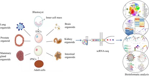 Figure 3. Single-cell transcriptome sequencing of organoids.