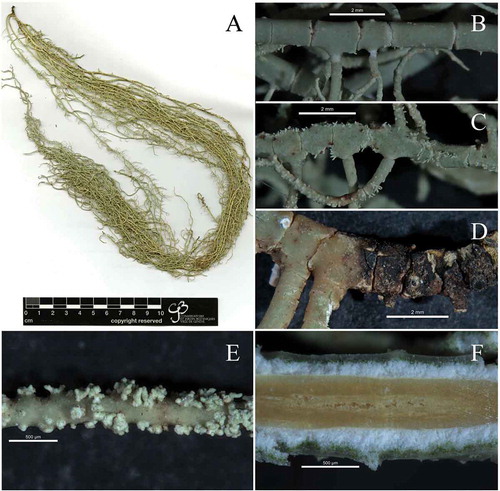 Figure 5. Usnea pectinata; (a): Usnea pectinata studied specimen (SGT 114), (b): smain branch cylindrical with terete segments, (c): main branch irregular with alate segments, (d): blackish base, (e): soralia with short isidiomorphs, (e): dark brown pigmented axis of main branch with some fistulose areas in the central part of the axis.
