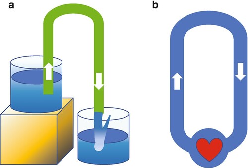 Figure 2. The siphon principle. From Furst, The Heart and Circulation, 2nd ed. (Cham: Springer, 2020), p. 325.