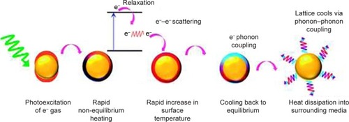 Figure 2 Schematic illustration of light to heat conversion by plasmonic nanostructures.Notes: Step 1 is excitation of metal nanoparticles by the absorbed light photons, which results in particle oscillation and charge separation. Step 2 is conversion of the absorbed light to heat through electron–electron relaxation and electron–phonon relaxation processes, which result in the formation of hot metallic lattice. Step 3 is cooling off the metal structure through electron–phonon coupling and phonon–phonon relaxation, which cause heat dissipation. Reproduced from Webb JA, Bardhan R. Emerging advances in nanomedicine with engineered gold nanostructures. Nanoscale. 2014;6(5):2502,Citation27 http://pubs.rsc.org/en/content/articlelanding/2014/nr/c3nr05112a#!divAbstract, with permission of The Royal Society of Chemistry.