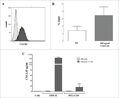 Figure 5. Chemotactic properties of GD2-CAR T cells and their interplay with NB tumor cells. A. Flow cytometric analysis of CXCR3 expression on GD2-CAR T cells after 12-14 days of culture. A representative staining is shown. Black profile indicates staining with specific mAb, gray profile indicates staining with irrelevant isotype-matched mAb. B. Chemotaxis of GD2-CAR T cells to CXCL10 was tested in vitro by transwell. Results are expressed as % of input (see Methods). Means of 3 different experiments +SD are shown. C. CXCL10 production by IMR-32 and HTLA-230 NB cell lines cultured alone or in the presence of GD2-CAR T cells for 24 h. Supernatants of GD2-CAR T cells (CAR) cultured alone for 24h were used as controls. Means of 3 different experiments +SD are shown.