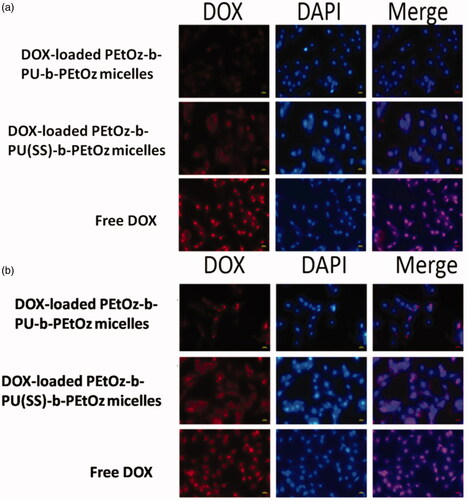 Figure 5. (a) Fluorescence microscope images of C6 cells incubated with DOX-loaded PEtOz-b-PU(SS)-b-PEtOz micelles, DOX-loaded PEtOz-b-PU-b-PEtOz micelles and free DOX (10 µg/mL) in 2 h. (b) Fluorescence microscope images of C6 cells incubated with DOX-loaded PEtOz-b-PU(SS)-b-PEtOz micelles, DOX-loaded PEtOz-b-PU-b-PEtOz micelles and free DOX (10 µg/mL) in 4 h. For each panel, images from left to right show DOX fluorescence in cells (red),cell nuclei stained by DAPI (blue) and overlays of two images. The scale bars correspond to 20 µm in all the images.