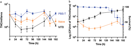 Figure 6. Changes in the total number of circulating haemocytes in Gm infected with H37Rv. (a) the total haemocyte count (THC) was measured from H37Rv (2 x 106 CFU), PBS-T (mock infected), or naïve larvae (n = 4, per time-point) every 24 h over a 192 h time-course, with the exception of 120 h post-infection (pi). Plotted are the means of three independent experiments, and the error bars represent the SD of the means. (b) Changes in THC, relative to larval mortality (as presented in Figure 1a) and in vivo H37Rv load (as presented in Figure 1b) of infected larvae (2 x 106 CFU) over the course of 192 h time-course. Suppression of THCs within the first 96- h pi, indicates diversion of circulating haemocytes into sessile state as GLS are formed. However, containment does not eliminate infection, as indicated by the proliferation of H37Rv bacilli during the corresponding time-points. By 96–192 h pi, GLS succumb to the replicating bacilli, leading to a breach in containment, inducing further immune responses as indicated by the rise in THCs back to the t = 0 h level. Nevertheless, the immune response is overloaded by the growth of H37Rv, inducing larval mortality, as indicated by the increase rate of larval mortality over the corresponding time-points.