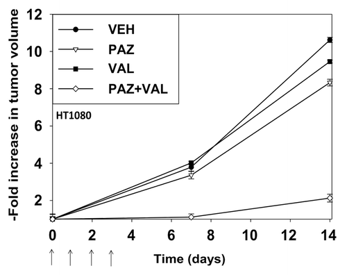 Figure 9. Pazopanib and valproate interact to suppress the growth of established HT1080 tumors. Mice were injected in the rear flank with 1.0 × 107 HT1080 cells in 100 μl of growth medium. Fourteen days after tumor cell implantation when tumors had grown to ~50 mm3 (defined as 1.00 in the graph) mice were mice were PO administered vehicle diluent; pazopanib (25 mg/kg, QD); valproate (50 mg/kg BID), or the drugs in combination for 4 d. Animals were monitored daily, tumor volumes taken every 7 d. (Values plotted are the fold change in mean tumor volume at each time point; ± SEM, 8 mice per treatment condition).