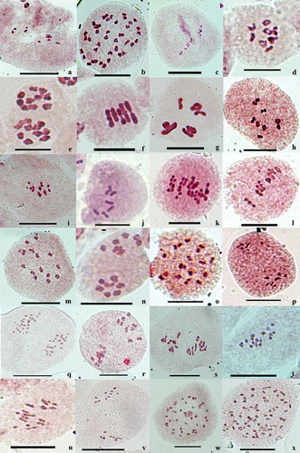 Figure 1. (a-x ) Gametic chromosome counts . 1 (a) Herpetospermum pedunculosum, PMC showing 10 bivalents at M- I. (b) Bilderdykia pterocarpa, PMC showing 40 bivalents at diakinesis . (c) Incarvillea arguta, PMC showing 11 bivalents at M- I. (d) Phagnalon niveum, PMC showing nine bivalents at M- I. (e) two Androsace lanuginosa, PMCs showing 10 bivalents at M- I. (f) Crepis foetida, PMC showing five bivalents at M- I. (g) Delphinium pyramidale, PMC showing eight bivalents at M- I. (h) Impatiens micranthemum, PMC showing nine bivalents at M- I. (i) I. spirifer, PMC showing seven bivalents at M- I. (j) Potentilla leuconata, PMC showing seven bivalents at M- I. (k) Senecio pedunculatus, PMC showing 20 bivalents at M- I. (l) Trigonella pubescens, PMC showing eight bivalents at M- I. (m) Geranium lucidum, PMC showing 14 bivalents at M- I. (n) Gnaphalium affine, PMC showing 7:7 chromsomes at M-II. (o) Nepeta floccosa PMC showing 18 bivalents at diakinesis . (p) Corydalis thyrsiflora, PMC showing 7:7 chromosomes at A- I. (q) Gerbera lanuginosa, PMC showing 24:24 chromosomes at A- I. (r) Gentiana argentea, PMC showing 9:9 chromosomes at A- I. (s) Inula grandiflora, PMC showing 16 bivalents at M-I . (t) Lepidium sativum, PMC showing 16 bivalents at M- I. (u) Potentilla desertorum, PMC showing 14 bivalents at M- I. (v) Roylea cincerea PMC showing 10:10 chromosomes at A- I. (w) Rumex nepalensis, PMC showing 40 bivalents at diakinesis. (x) A PMC showing 60 bivalents at diakinesis. Scale bars = 10 μm.