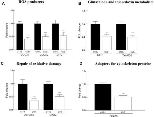 Figure 3 Redox-related genes differentially expressed in the blood of 39 CVD patients versus 91 controls. The reported genes are involved in: (A) ROS producers, (B) Glutathione and thioredoxin metabolism, (C) Repair of oxidative demage, D. Adapters for cytoskeleton proteins. Gene expression levels are expressed as mean relative fold of change versus control and standard error of the mean (SEM). The p-value was calculated using the Mann–Whitney U-test (**p<0.01; ***p<0.001).