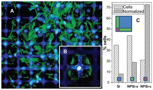 Figure 2 (A) Fluorescence microscopy images of hMSCs on 100 μm Si/25 μm nanostructured porous silicon square micropatterns. Actin is stained green and nuclei are stained blue. (B) Detailed image at an intersection, and (C) histogram of hMSC population from image (A) with absolute % and area normalized population (left and right columns respectively).