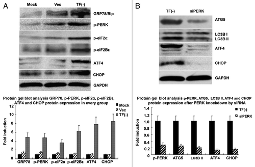 Figure 6. TF knockdown activates UPR signaling to regulate autophagy in LOVO cells. (A) Protein gel blot analysis showing the activation of UPR signaling in LOVO cells depleted of TF. (B) siRNA-mediated knockdown of PERK abrogated the upregulation of MAP1LC3B, ATG5, ATF4 and CHOP in LOVO cells depleted of TF. The data were mean ± SEM from three independent experiments.