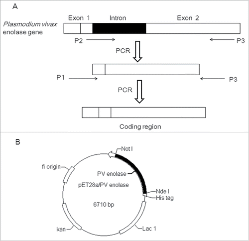 Figure 1. Schematic illustration of Plasmid Construction of Plasmodium vivax Enolase (r-Pven) in pET28α prokaryotic expression vector with kanamycin resistant gene. (A) For the cDNA encoding Pven protein, the method of overlapping polymerase chain reaction (overlap PCR) was used, with 3 primers P1, P2, and P3; (B) Schematic representation of the expression vector pET28α- r-Pven.