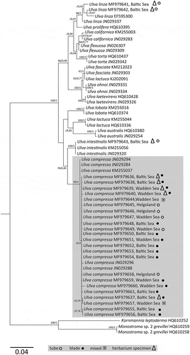 Fig. 12. Maximum likelihood tree inferred from tufA sequences. Numbers at nodes refer to bootstrap values left and Bayesian posterior probabilities (1000 replicates). Nodes with <50% bootstraps and <0.70 Bayesian support are not labelled. Branch lengths are drawn proportional to the amount of sequence change. Collection areas (Baltic Sea, Wadden Sea, Helgoland) are indicated. Samples marked with an unfilled circle are of tubular morphology, those labelled with a black circle are thalli with a blade shape and thalli exhibiting a mixed morphology are labelled with an asterisk. Triangles were used to mark sequences of herbarium material. Specimen of Ulva compressa, regardless of origin or morphology, appearing in a monophyletic clade.