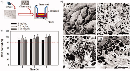 Figure 4. The cytotoxicity evaluation of the bank hydrogel (a and b) and the morphologic changes of hydrogel over time by co-culture with RGCs (c).