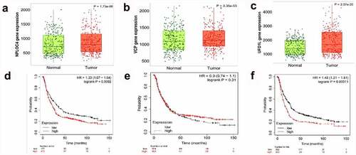 Figure 6. The prognostic value of VCP and NPL4 mRNA expression using the KM plotter database. (a, c). The expression of NPL4 and UFD1 in paired tumor and adjacent normal tissues in all GC patients. (b, d). Survival curves of NPL4 (Affymetrix IDs: 217796_s_at), UFD1 (Affymetrix IDs: 209103_s_at), and VCP (Affymetrix IDs: 208648_s_at) for all GC patients (n = 592). Red: high expression level; black: low expression level. GC, gastric cancer; HR: hazard ratio; KM, Kaplan-Meier.