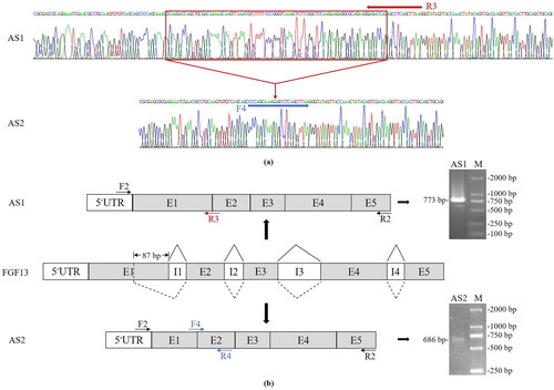 Figure 2. Structure maps and schematic diagrams of AS products of the bovine FGF13 gene. (a) Sequencing chromatograms of AS1 and AS2. The red rectangle marks the region whose sequence differs between AS1 and AS2. (b) Schematic diagrams of mRNA splicing and the resultant AS1 and AS2. The primer positions are shown. Primers F2/R2 amplified the CDS regions of AS1 and AS2. Primers F2/R3 and F4/R4 were used in qPCR to detect the expressions of AS1 and AS2, respectively.