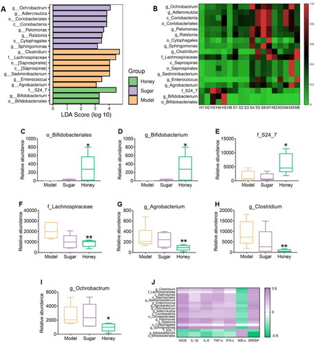 Figure 3. Differential gut microbiota (A) LEfSe linear discriminant analysis (LDA), LDA score higher than 3 indicates a higher relative abundance in the corresponding group than in other groups; (B) non-metric multidimensional scaling; (C–D) Bifidobacteriaceae in mice at the order and genus level; (E–F) S24_7, Lachnospiraceae in mice at the family level; (G–I) Actinobacteria, Clostridium, Ochrobactrum at the genus level, *p < 0.05, **p < 0.01 compared with HFD group; (J) Spearman correlation analysis, correlation between mRNA and differential bacteria.