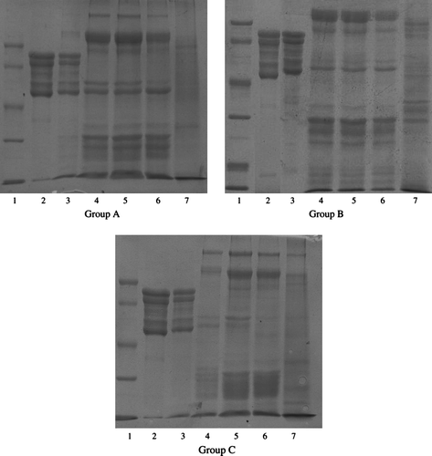 Figure 2.  SDS-PAGE gels of β-conglycinin in the digesta. Lane 1: the protein molecular weight marker (low; KDa): phosphorylase b 97.200; bovine serum albumin, 66.400; ovalbumin, 44.300; carbonic anhydrase, 29.000; soybean inhibitor, 201.00; α-lactalbumin, 14.300. Lane 2: purified β-conglycinin (added to diets). Lane 3–7: β-conglycinin extracted from the digesta of stomach, upper-jejunum, middle-jejunum, ileum and caecum.