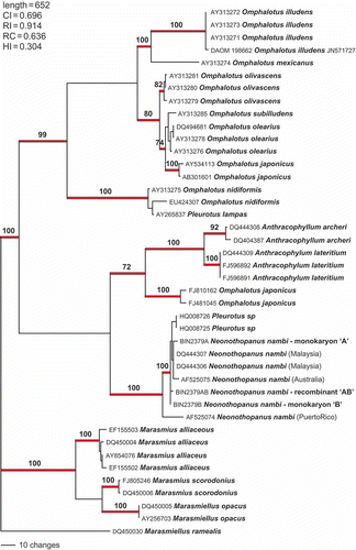 Figure 10. Phylogenetic analysis of available sequences for the Omphalotaceae. The outgroup comprises nine species of presumed Marasmiaceae. Numbers above branches are bootstrap values >70%. The alignment comprised 42 taxa; length 652 bp. A total of 359 characters were included in the analysis; 296 were parsimony informative.