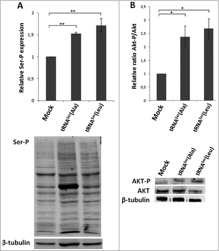 Figure 7. Classical cancer-associated pathways activated in mice tumors. A) Evaluation of total phosphoserine levels in tissue lysates from mice tumors. B) Relative activation ratio of Akt in tumor lysates compared to the Mock and representative immunoblots of Akt-P, total Akt and β-tubulin (loading control) from tumor lysates. Graphics depict average ± SEM (n = 3). Data was analyzed by One-way ANOVA with Dunnett's post-test and significant p-values are shown (*p < 0.05; **p < 0.01).