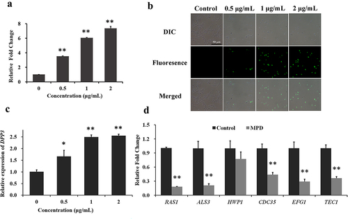 Figure 6. The effect of MPD on the farnesol secretion and related genes expression. (a) After farnesol was extracted from the supernatant of YEM30 strain treated with MPD, the content of farnesol was analysed by GC-MS. The fluorescence intensity of BWP17-DPP3-GFP strain was detected to reflect the expression of Dpp3. The intensity of fluorescence was monitored by fluorescence microscopy (b) and spectrofluorophotometry (c). (d) Qrt-PCR was used to detect the expression of hypha-related genes involved in Ras-Camp-Efg1 signalling pathway under MPD treatment. The bar in (b) indicates 50 µm. Results in (a), (c), and (d) are shown as means ± SDs.