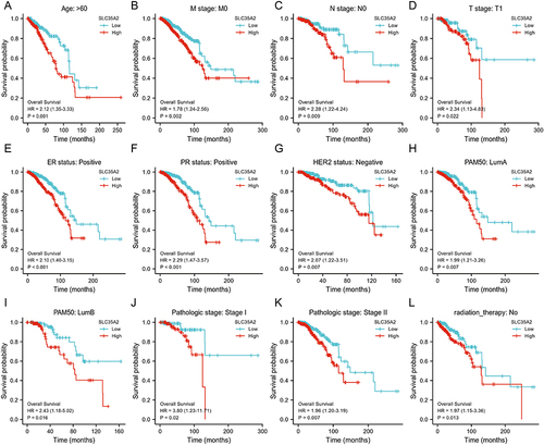 Figure 6 Kaplan-Meier plotter was used to evaluate the relationship between the expression level of SLC35A2 and the OS of breast cancer patients in different clinical subgroups. (A–L) OS curves for age > 60 years, M0, N0, T1, ER-positive, PR-positive, HER2-positive, LumA, LumB, pathological stage I–II and no radiotherapy subgroups in breast cancer patients with high SLC35A2 expression and low SLC35A2 expression.