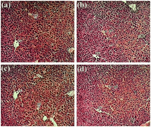 Figure 1. Histology study of liver from of mice: (a) control group; (b) 1,000 mg/kg; (c) 2,000 mg/kg and (d) 3,000 of S. alata leaf extract in a 15-day sub-acute toxicity.