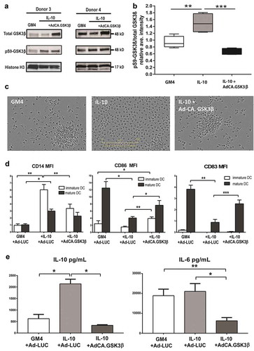 Figure 3. Enforced expression of constitutively active GSK3β renders DC differentiation and maturation refractory to IL-10-mediated suppression. (a) Western Blot analysis performed on monocytes from two different donors differentiated in the presence of GM4/Ad-LUC, GM4/IL-10/Ad-LUC or GM4/IL-10/AdCA.GSK3β with specific detection of total GSK3β, pS9-GSK3β (inactive GSK3β) and loading control Histone H3. Protein names and molecular weight are indicated. (b) Averaged intensity of Western Blot bands, measured with ImageJ, from four independent analyses, for pS9-GSK3β/total GSK3β from monocytes differentiated with GM4/Ad-LUC, GM4/IL-10/Ad-LUC or GM4/IL-10/AdCA.GSK3β. (c) Images of the corresponding monocyte culture conditions were obtained at day 6 by IncuCyte. (d) Overview of the average CD14, CD86, and CD83 geometric mean intensity in MoDC differentiated with GM4/Ad-LUC, GM4/IL-10/Ad-LUC or GM4/IL-10/Ad-CA.GSK3β (n = 4), white bars: unstimulated MoDC, black bars: mDC after CD40L+INFγ stimulation. Mean ±SEM are shown. (e) Average IL-10 and IL-6 (pg/mL) release by MoDC differentiated with GM4/Ad-LUC, GM4/IL-10/Ad-LUC or GM4/IL-10/Ad-CA.GSK3β (n = 4) after CD40L+ INFγ stimulation. Mean ±SEM are shown, significance shown as * = P < .05, ** = P < .01 and *** P < .001.