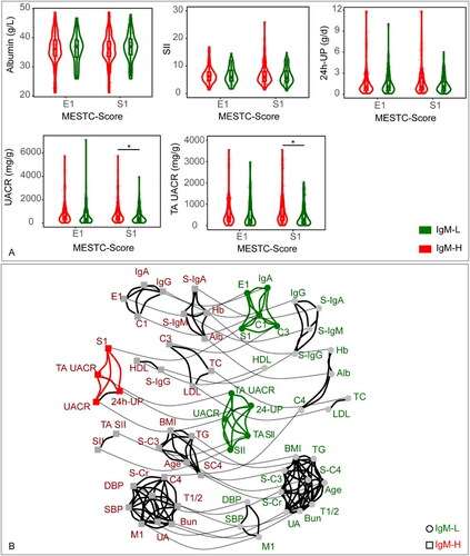 Figure 2. (A) Disparities in clinical data between the IgM-L and IgM-H in different subgroups. The subgroups were constructed according to the pathologic manifestation in the Oxford classification. The medians, interquartile ranges, and distributions of clinical data in each subgroup were calculated to perform the violin, scatter, and box plots. The p value <0.05 was marked as ‘*’ and p < 0.01 as ‘**’ in the plot. (B) The network diagram illustrates the clustering relationship of clinical factors within IgM-L and IgM-H. All linear data were converted to hierarchical data according to the quantile. Each factor is represented by a node, with circle nodes representing IgM-H and square nodes representing IgM-L. Nodes that are linked by solid black lines indicate a stronger correlation and form a cluster, while nodes that are linked by solid gray lines represent the same factors from various groups (assigned a small weight for the same factors and a larger weight for different factors).IgM-H refers to IgAN patients whose IF intensity of IgM deposits exceeded 1+, while IgM-L represents IgAN patients whose IF intensity of IgM deposits was equal to 1+. Alb: serum albumin; BMI: body mass index; Hb: hemoglobin; HDL: HDL-cholesterol; LDL: LDL-cholesterol; SBP: systolic blood pressure; DBP: diastolic blood pressure; S-Cr: serum creatinine; TC: total cholesterol; TG: triglyceride; UA: serum uric acid; S-IgA: serum IgA; S-IgG: serum IgG; S-IgM: serum IgM; S-C3: serum C3; S-C4: serum C4; UACR: urine albumin/creatinine ratio; TA UACR: time averaged urine albumin/creatinine ratio; SII: systemic immune-inflammation index; TA SII: time averaged systemic immune-inflammation index; 24h-UP: 24-hour urine protein.