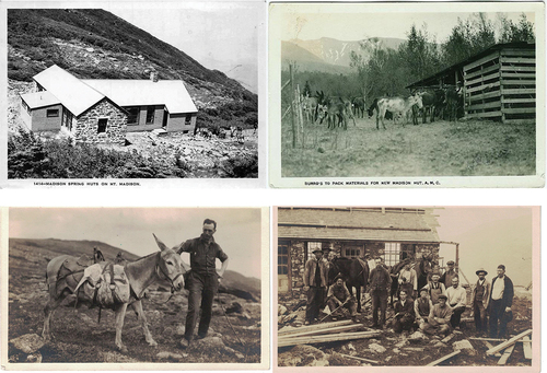 Figure 3. (Top left) Donkeys at Madison Springs Hut (right side), Mt. Madison, New Hampshire (circa 1941 or later). (Top right) Burros (donkeys) used to pack materials to Madison Springs Hut in the lowlands of Randolph, New Hampshire. (Bottom left) Donkey and driver in an alpine meadow; drivers let donkeys forage on natural vegetation rather than packing in hay or feed. (Bottom right) Crew and horses at Lakes of the Clouds Hut still under construction in the early twentieth century. Credit: Postcards by Guy Shorey Studio, Gorham, New Hampshire. Courtesy of Appalachian Mountain Club Library & Archives and Gladys Brooks Memorial Library, Mt. Washington Observatory Weather Discovery Center, North Conway, New Hampshire.