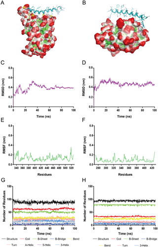 Figure 5. (A) The S-RBD-RN-4 complex for MD simulations. (B) The NRP1-BD-RN-4 complex for MD simulations. (C) RMSD of all atoms in the S-RBD-RN-4 complex. (D) RMSD of all atoms in the NRP1-BD-RN-4 complex. (E) RMSF of S-RBD backbone (Cα) atoms in the S-RBD-RN-4 complex. (F) RMSF of NRP1-BD backbone (Cα) atoms in the NRP1-BD-RN-4 complex. (G) Secondary structure of S-RBD in the S-RBD-RN-4 complex. (H) Secondary structure of NRP1-BD in the NRP1-BD-RN-4 complex.