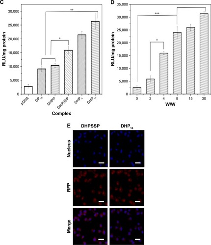 Figure 11 In vitro transfection and expression of RFP was analyzed by LSCM and luciferase activity. (A, C) Different nanocomplexes at a W/W ratio of 15 for 24 hours in A549 cells. (B, D) DHP16 at different W/W ratios for 24 hours in A549 cells. (E) DHPSSP and DHP16 in MCF-7 cells. Results were expressed as mean±SD (n=3). *P<0.05, **P<0.01, and ***P<0.001. Scale bars =20 µm.Abbreviations: DHP, pDNA/HMGB1/PAMAM-SS-PEG-RGD; DHPP, pDNA/HMGB1/PAMAM-PEG; DHPSSP, pDNA/HMGB1/PSSP; DP, pDNA/PSSP-RGD; LSCM, laser scan confocal microscope; PAMAM, polyamidoamine; PEG, polyethylene glycol; PSSP, PAMAM-SS-PEG; RFP, red fluorescence protein; RGD, arginine-glycine-aspartate.