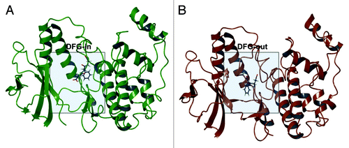 Figure 1. p38α DFG-in co-crystal structure with SB203580 (PDB ID: 1A9U) (A); p38α with sorafenib (PDB ID: 3HEG) with missing activation loop (in proximity of the DFG motif) and the glycine rich loop reconstructed by homology modeling starting from PDB ID: 1W83 (B).