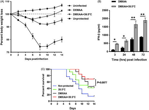 Figure 6. Effect of hyperthermia on the efficacy of DXMAA-induced antiviral response. WT C57BL/6J mice were injected i.p. with DMXAA (25 mg/kg). Three hours later, mice were anesthetized with isoflurane and infected i.n. with 50 µl mouse-adapted H1N1 influenza virus. Mice received a second i.p. dose DMXAA (25 mg/kg) at 48 h after infection. A) Percent body weight loss. B) IFN-β level in lungs homogenate. C) Survival analysis over 14 d for n = 13. *p <.05 and **p < .01.