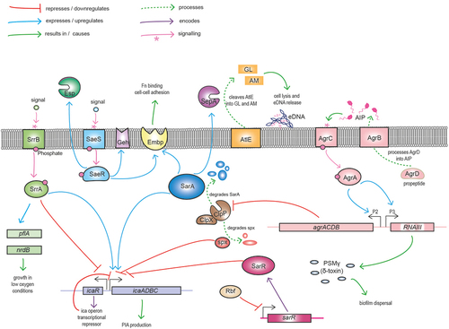 Figure 3. Graphic illustration of major S. epidermidis regulators of growth, biofilm formation and virulence. The icaADBC locus encodes the enzymes responsible for synthesis, export and deacetylation of polysaccharide intercellular adhesin (PIA), which serves as a major mediator of biofilm. The divergently expressed icaR gene encodes the major transcriptional repressor of the ica operon. In response to environmental cues activated SrrB phosphorylates its cognate SrrA effector promoting pflA and ndrB expression and growth under low oxygen conditions. SrrA binds to both the icaA and icaR promoters to differentially regulate biofilm under oxic and microaerobic conditions. Activation of the SaeS kinase leads to phosphorylation of the SaeR response regulator increasing fibronectin (Fn) binding and cell-cell adhesion through upregulation of GehD lipase and the extracellular matrix binding protein (Embp). SaeR also upregulates activity of the serine endopeptidase Esp, negatively impacting S. aureus colonisation and promoting S. epidermidis immune evasion through proteolysis of complement proteins. ClpPX is an ATP-dependent protease and chaperone system that degrades the global regulator SarA, resulting in repression of the repressor icaR and activation of icaADBC and biofilm. Rbf downregulates expression of sarR, which encodes a repressor of the icaADBC operon. The agrD gene from the agrACDB operon encodes a pro-peptide that is exported and processed by AgrB to release the autoinducing peptide (AIP) that constitutes that major quorum sensing system in staphylococci. In response to AIP, the AgrC sensor kinase phosphorylates the AgrA response regulator, thereby leading to activation of the P2 and P3 promoters and increasing expression of the agrACDB and RNAIII loci, respectively. RNAIII is the second effector molecule of the Agr system, functioning as an antisense RNA to control translation of target genes. The cytolysin phenol soluble modulin g (PSMg, δ-haemolysin), encoded by the hld gene located within RNAIII plays a role in biofilm dispersal. The Agr system also negatively regulates expression of the clpP-encoded protease, which degrades Spx, a negative regulator of icaADBC. SarA positively influences Embp expression facilitating cell-cell adhesion. Processing of the major autolysin AtlE by SepA to generate active amidase (AM) and glucosaminidase (GL) autolytic enzymes is important for eDNA release during the early stage of biofilm development.