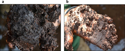 Fig. 2 a. Sapric Peat. b. Sapric peat after rubbing.