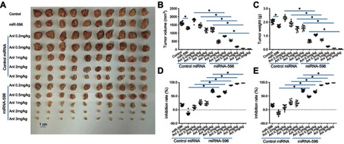 Figure 6 miR-596 enhances the antitumor effect of anlotinib on U2OS cell subcutaneous growth. U2OS cells transfected with control or miR-596 were injected into nude mice to form subcutaneous tumors. Four days to 5 days after injection, mice received orally administrated concentrations of anlotinib once per 2 days. After 10 treatments (about 3 weeks), mice were harvested, and tumor tissues were harvested. Results are shown as images of subcutaneous tumors (A), tumor volumes (B), tumor weights (C), inhibition rates of anlotinib calculated by tumor volumes (D), or inhibition rates of anlotinib calculated by tumor weights (E). *P<0.05.Abbreviations: miR, microRNA; Mut, mutation; Anl, anlotinib.