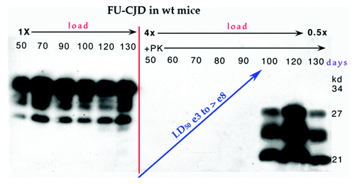 Figure 2. Late onset of PrP-res in FU-CJD wt mice illustrates constant level of PrP in left panel without proteinase K (PK) from 50–130 d. Right panel shows the FU-CJD agent replicates by 5 logs in these mice before PrP-res is first detectable at 90 d (+PK lanes) as shown by the interpolated rise between assay points at ~15 and 100 d. Gel load at 130 d was decreased to 0.5× for detection in the linear range. Log infectivity increase by ic route has been reproduced (n > 3 from different serial passages).