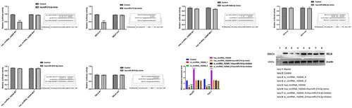 Figure 7. Hsa_circRNA_102049 up-regulated the expression of RELN by sponging hsa-miR-214-3p. a. Comparison of luciferase activity after hsa_circRNA_102049 WT+hsa-miR-214-3p mimic, hsa_circRNA_102049 MUT+hsa-miR-214-3p mimic, hsa_circRNA_102049 WT+Control, hsa_circRNA_102049 MUT+Control transfected into HEK-293 T cells. b. Comparison of luciferase activity after RELN wt+hsa-miR-214-3p mimic, RELN mut+hsa-miR-214-3p mimic, RELN wt+Control, RELN mut+Control transfected into HEK-293 T cells. C. Comparison of luciferase activity after hsa_circRNA_102049 WT+hsa-miR-526b-5p mimic, hsa_circRNA_102049 MUT+hsa-miR-526b-5p mimic, hsa_circRNA_102049 WT+Control, hsa_circRNA_102049 MUT+Control transfected into HEK-293 T cells. d. Comparison of luciferase activity after RELN wt+hsa-miR-526b-5p mimic, RELN mut+hsa-miR-526b-5p mimic, RELN wt+Control, RELN mut+Control transfected into HEK-293 T cells. e. Comparison of luciferase activity after hsa_circRNA_102049 WT+hsa-miR-3619-5p mimic, hsa_circRNA_102049 MUT+hsa-miR-3619-5p mimic, hsa_circRNA_102049 WT+Control, hsa_circRNA_102049 MUT+Control transfected into HEK-293 T cells. f. Comparison of luciferase activity after RELN wt+hsa-miR-3619-5p mimic, RELN mut+hsa-miR-3619-5p mimic, RELN wt+Control, RELN mut+Control transfected into HEK-293 T cells. g. The RELN expression level of HepG2 cells and Huh-7 cells transfected with Control, si_circRNA_102049_1, si_circRNA_102049_2, hsa_circRNA_102049, hsa_circRNA_102049+ hsa-miR-214-3p mimic, si_circRNA_102049_1+ hsa-miR-214-3p inhibitor, si_circRNA_102049_2+ hsa-miR-214-3p inhibitor. *p < 0.05, ****p < 0.0001, compared to the Control.